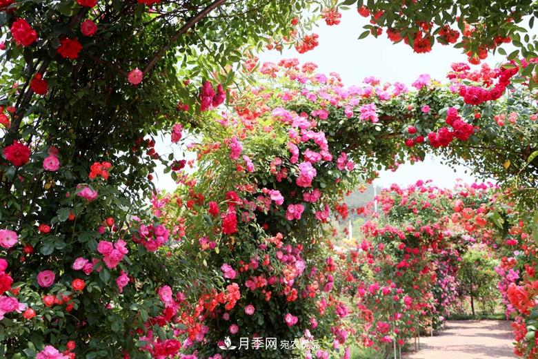 拱門造型月季浪漫穿行，花開花落歲月靜好(圖2)