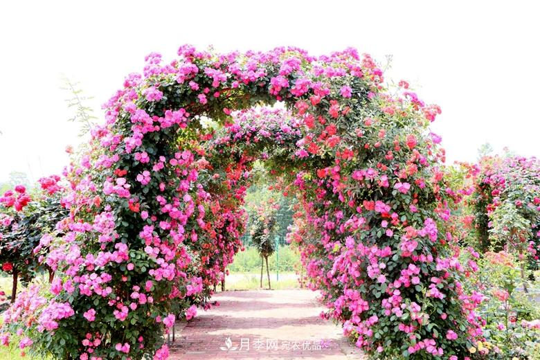 拱門造型月季浪漫穿行，花開花落歲月靜好(圖1)