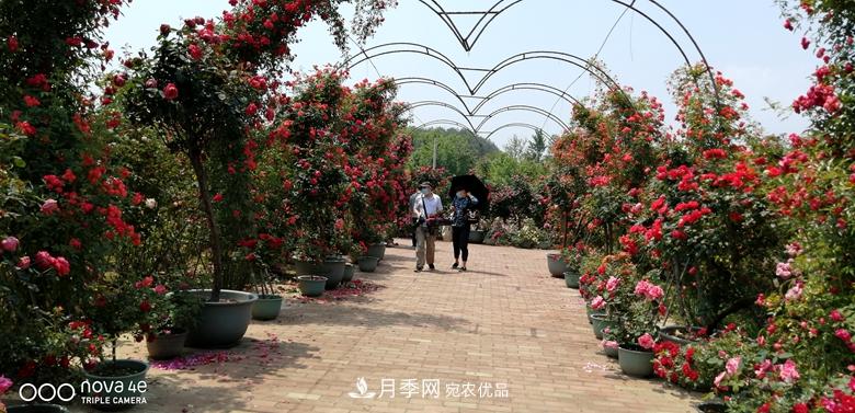 拱門造型月季浪漫穿行，花開花落歲月靜好(圖5)
