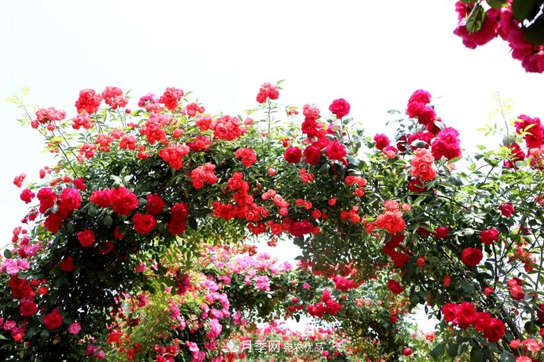 拱門造型月季浪漫穿行，花開花落歲月靜好(圖4)