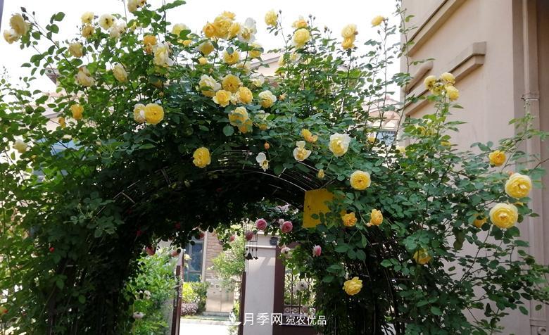 拱門造型月季浪漫穿行，花開花落歲月靜好(圖7)