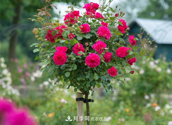 一個小技巧，月季變花月季樹！花苞滿樹冠，大花300天(圖1)
