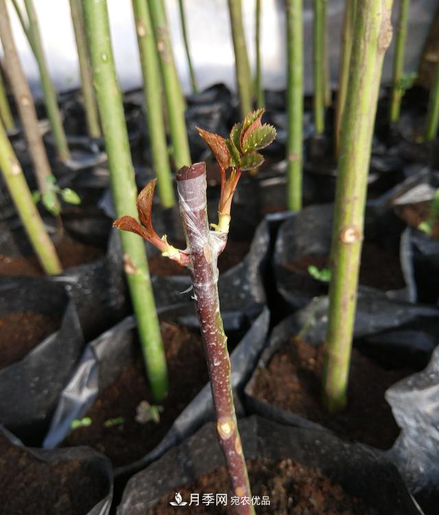 一個小技巧，月季變花月季樹！花苞滿樹冠，大花300天(圖3)