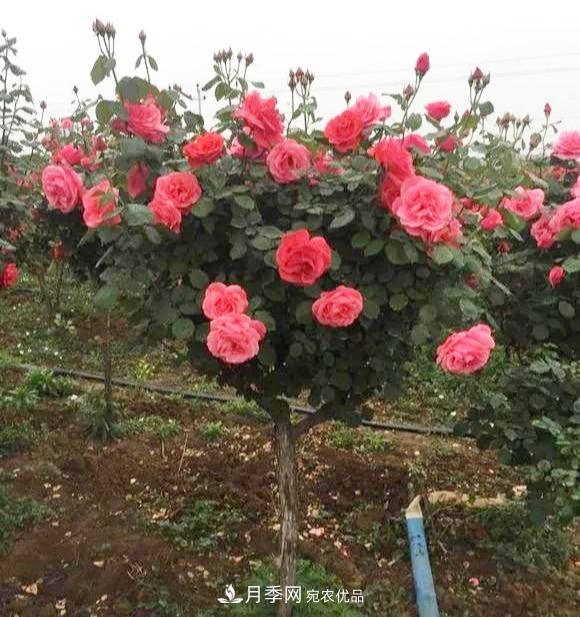一個小技巧，月季變花月季樹！花苞滿樹冠，大花300天(圖4)