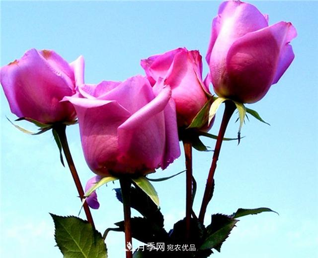 大花紫皇后月季，沉靜高貴成熟魅力，值得擁有(圖3)