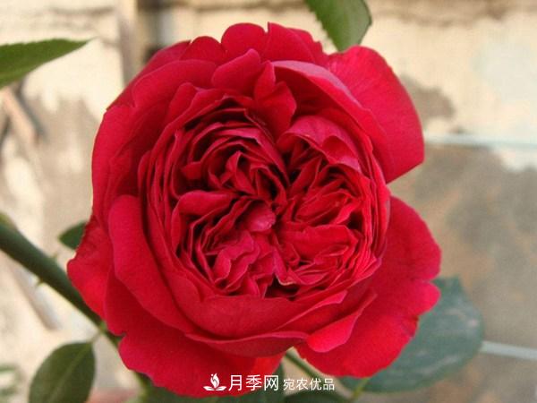 花期長(zhǎng)的藤本月季有哪些品種？(圖1)