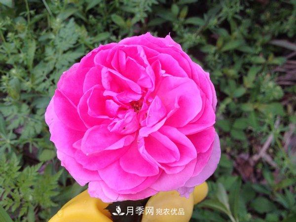 花期長(zhǎng)的藤本月季有哪些品種？(圖3)
