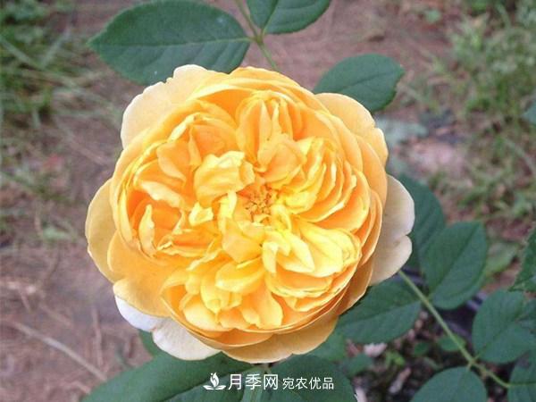 花期長(zhǎng)的藤本月季有哪些品種？(圖4)