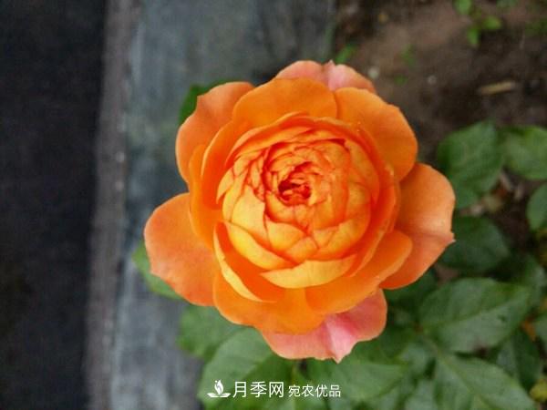 花期長(zhǎng)的藤本月季有哪些品種？(圖7)