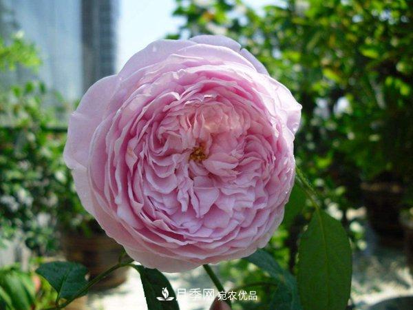花期長(zhǎng)的藤本月季有哪些品種？(圖8)