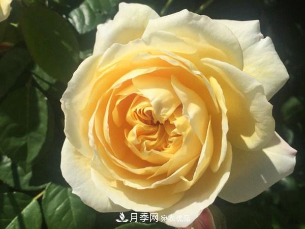 花期長(zhǎng)的藤本月季有哪些品種？(圖9)