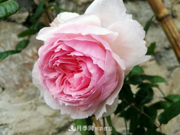 花期長(zhǎng)的藤本月季有哪些品種？(圖10)