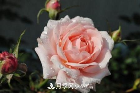 月季花夏天水分蒸發(fā)較，多少天澆次水？(圖3)