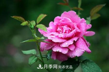 月季花夏天水分蒸發(fā)較，多少天澆次水？(圖2)