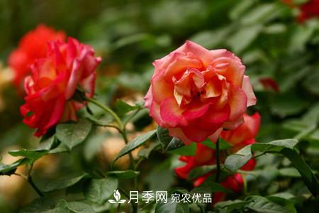 全攻略，香水月季怎么養(yǎng)長的好？(圖3)