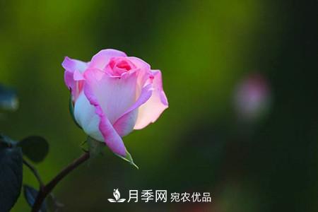 全攻略，香水月季怎么養(yǎng)長的好？(圖2)