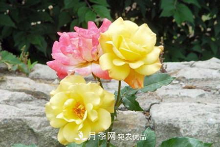 全攻略，香水月季怎么養(yǎng)長的好？(圖4)