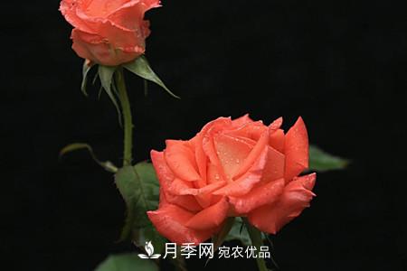 全攻略，香水月季怎么養(yǎng)長的好？(圖6)