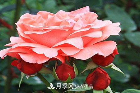 全攻略，香水月季怎么養(yǎng)長的好？(圖10)