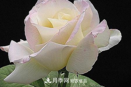 全攻略，香水月季怎么養(yǎng)長的好？(圖7)
