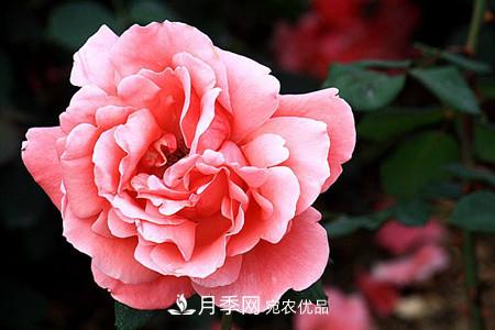 全攻略，香水月季怎么養(yǎng)長的好？(圖5)