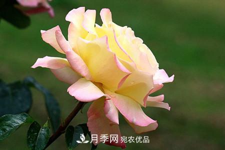 全攻略，香水月季怎么養(yǎng)長的好？(圖8)