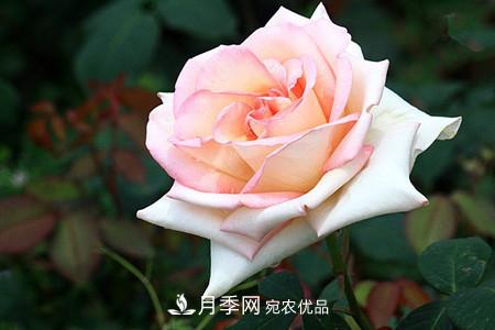 全攻略，香水月季怎么養(yǎng)長的好？(圖9)
