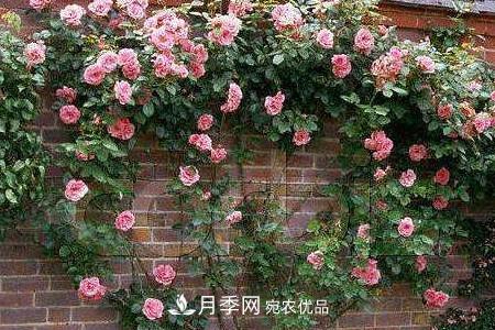 藤本月季制作月季花墻怎么固定？(圖3)