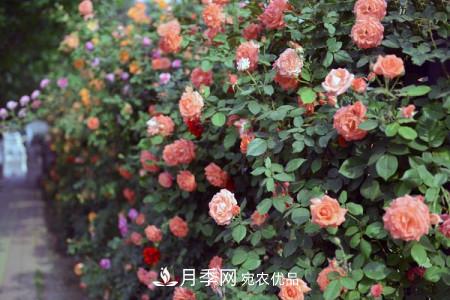 藤本月季制作月季花墻怎么固定？(圖2)