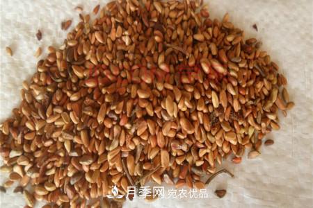 月季花的種子可以種嗎？(圖1)