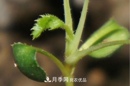 月季花的種子可以種嗎？(圖3)