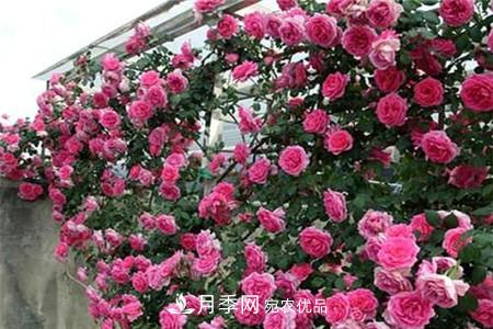 月季種類有哪些？帶你了解藤本、灌木、微型、樹狀(圖1)