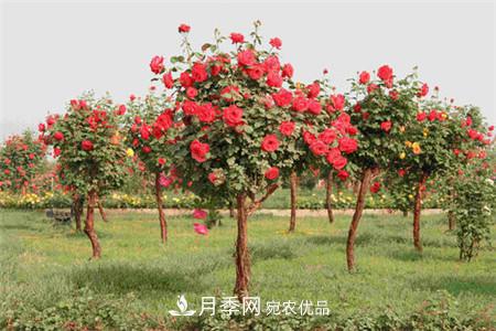 月季種類有哪些？帶你了解藤本、灌木、微型、樹狀(圖4)