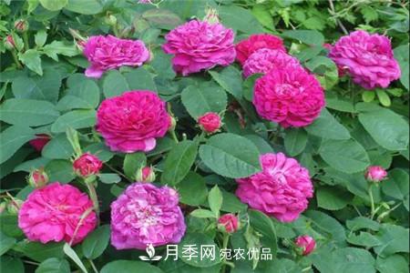 月季種類有哪些？帶你了解藤本、灌木、微型、樹狀(圖2)