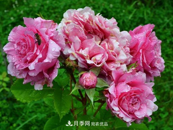 藤本月季之歡迎月季的優(yōu)缺點(diǎn)是什么？(圖2)