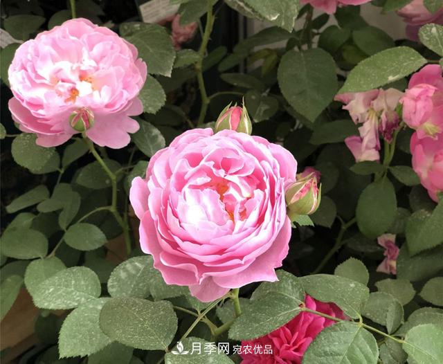 月季花冬天會(huì)凍死嗎？防寒的措施(圖1)