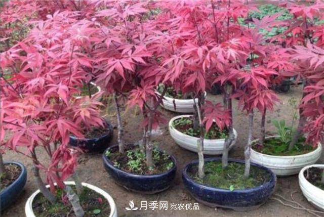 秋天到了，紅楓盆景需做好3個要點，葉子鮮紅似火(圖1)