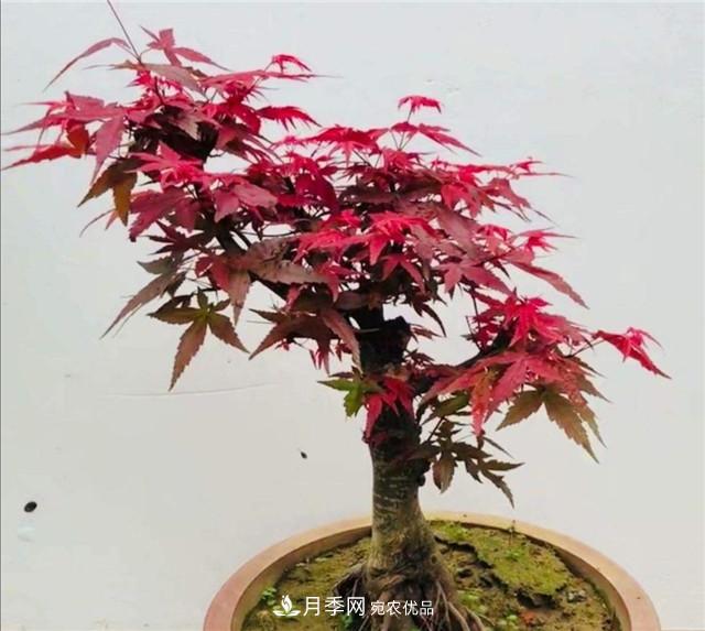 秋天到了，紅楓盆景需做好3個要點，葉子鮮紅似火(圖2)