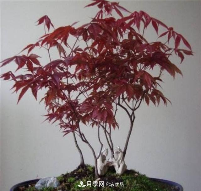 秋天到了，紅楓盆景需做好3個要點，葉子鮮紅似火(圖3)