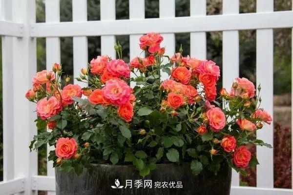 月季花夏季的修剪、施肥和防治病蟲害攻略，遠(yuǎn)離紅蜘蛛黑斑病(圖1)