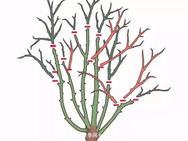月季花夏季的修剪、施肥和防治病蟲害攻略，遠(yuǎn)離紅蜘蛛黑斑病(圖4)