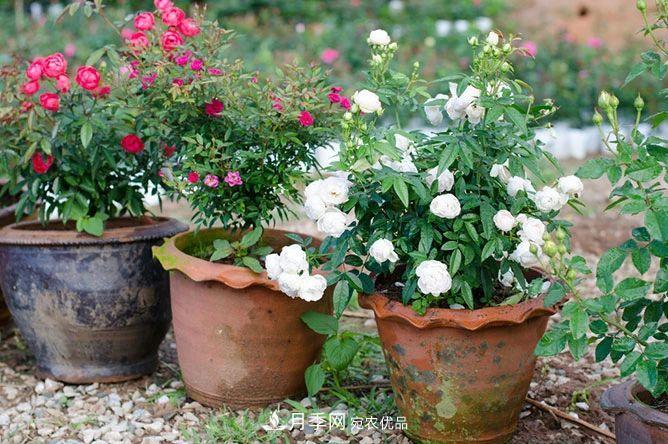 月季花夏季的修剪、施肥和防治病蟲害攻略，遠(yuǎn)離紅蜘蛛黑斑病(圖3)