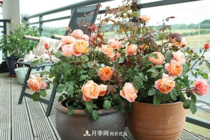 月季花夏季的修剪、施肥和防治病蟲害攻略，遠(yuǎn)離紅蜘蛛黑斑病(圖2)