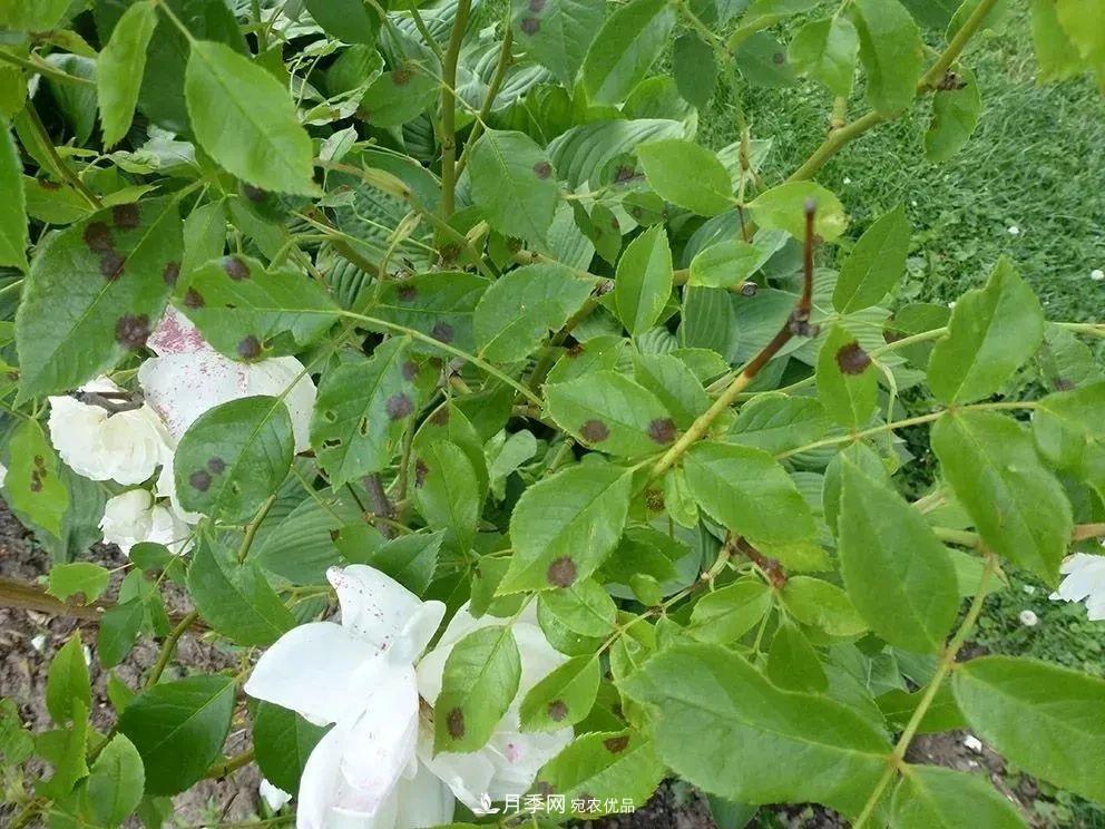 月季花夏季的修剪、施肥和防治病蟲害攻略，遠(yuǎn)離紅蜘蛛黑斑病(圖5)