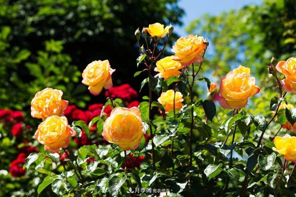 月季花夏季的修剪、施肥和防治病蟲害攻略，遠(yuǎn)離紅蜘蛛黑斑病(圖7)