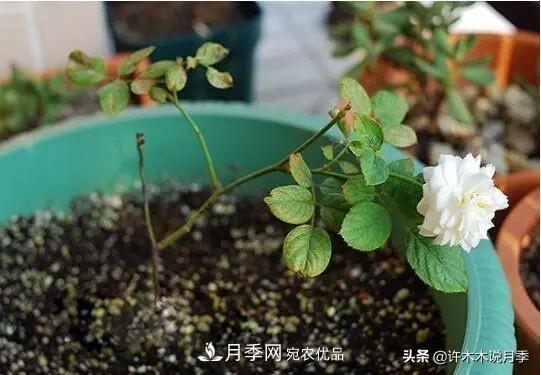 月季打頂是什么意思？教你正確打頂，苗更壯長更快花更多(圖3)