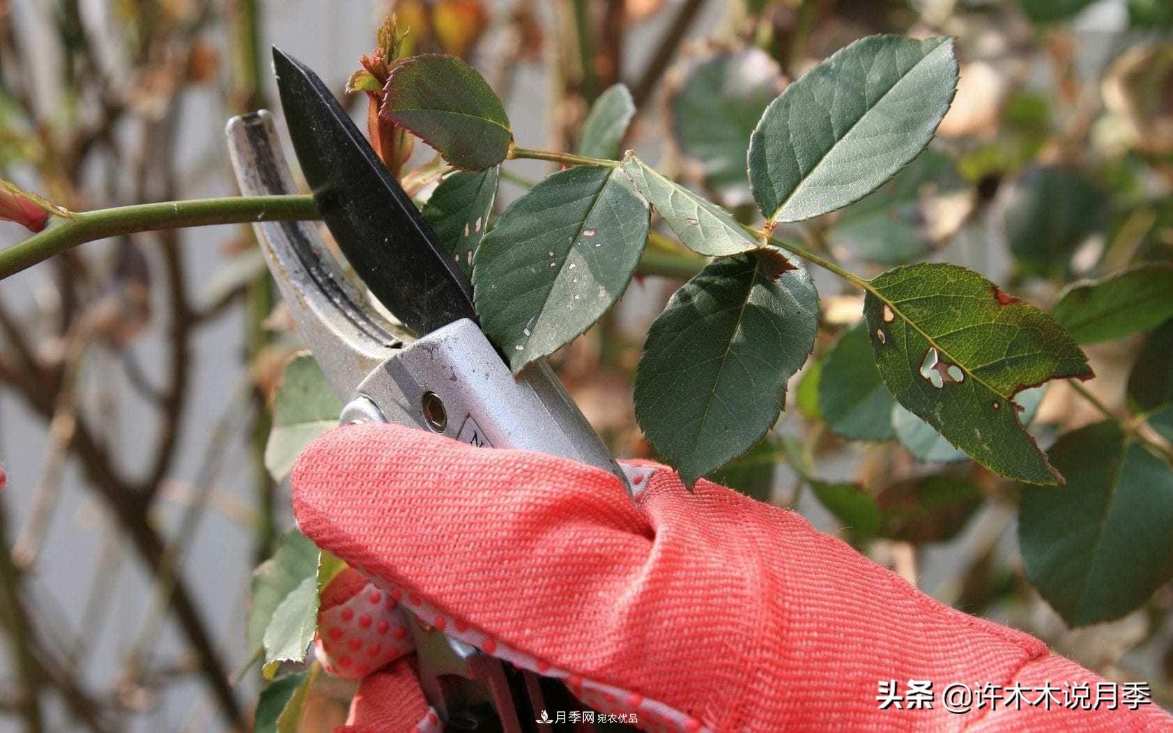 月季打頂是什么意思？教你正確打頂，苗更壯長更快花更多(圖2)