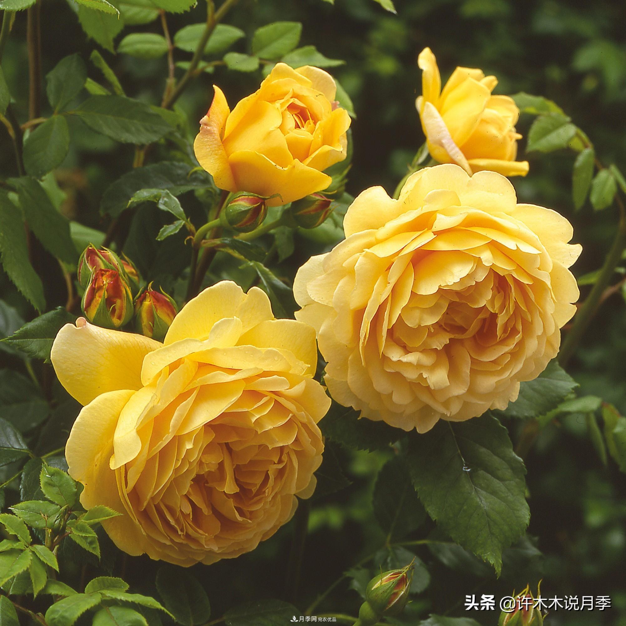 月季打頂是什么意思？教你正確打頂，苗更壯長更快花更多(圖1)
