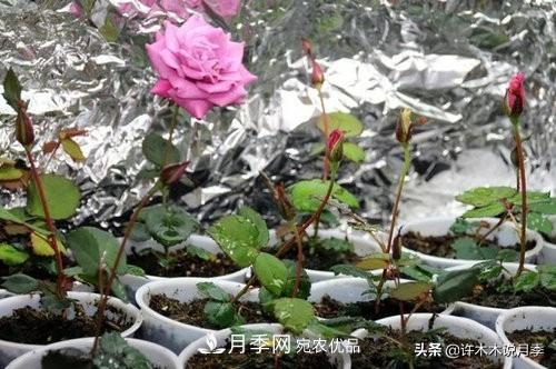 月季打頂是什么意思？教你正確打頂，苗更壯長更快花更多(圖4)