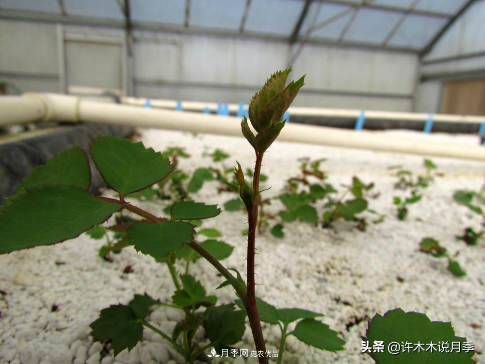 月季打頂是什么意思？教你正確打頂，苗更壯長更快花更多(圖5)